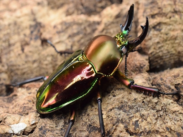 ホワイトアイ血統】ニジイロクワガタ43mmペア | 外国産クワガタ 成虫