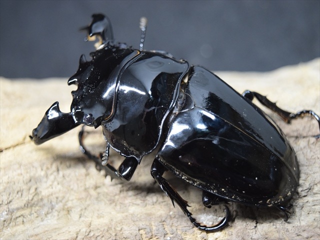極ブランド】雅（タランドゥスオオツヤクワガタ）77mm成虫ペア