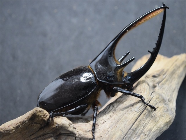 大型血統】ネプチューンオオカブト【3令ペア】 | 外国産カブトムシ