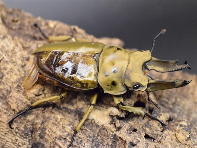 新成虫】モセリオウゴンオニクワガタ63mmBペア | 外国産クワガタ