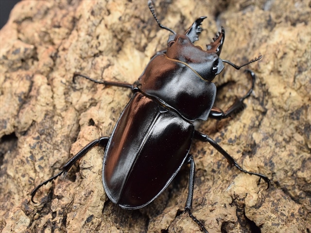 新成虫】ヤエヤママルバネクワガタ49mmペア | 国産クワガタ 成虫 | 極