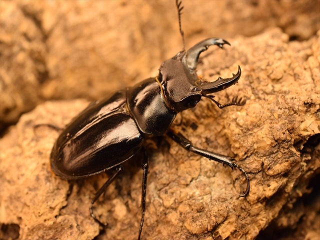 希少】ミクラミヤマクワガタ34mmペア | 国産クワガタ 成虫 | 極