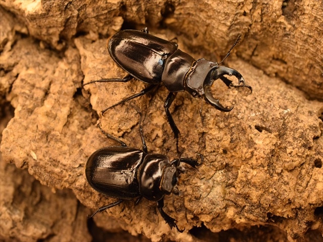 希少】ミクラミヤマクワガタ34mmペア | 国産クワガタ 成虫 | 極