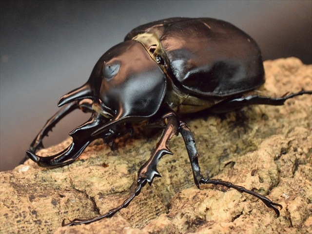 大型ペア】アクティオンゾウカブト（アクタエオンゾウカブト）【新成虫