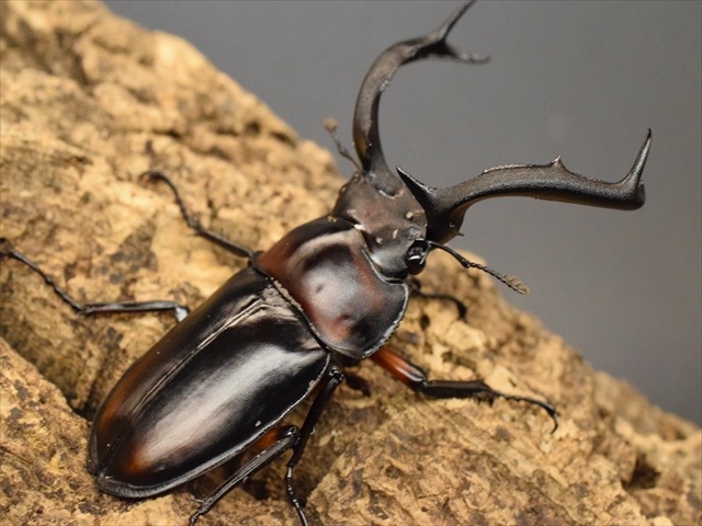 大型新成虫】ディディエールシカクワガタ78mmペア | すべての商品 | 極