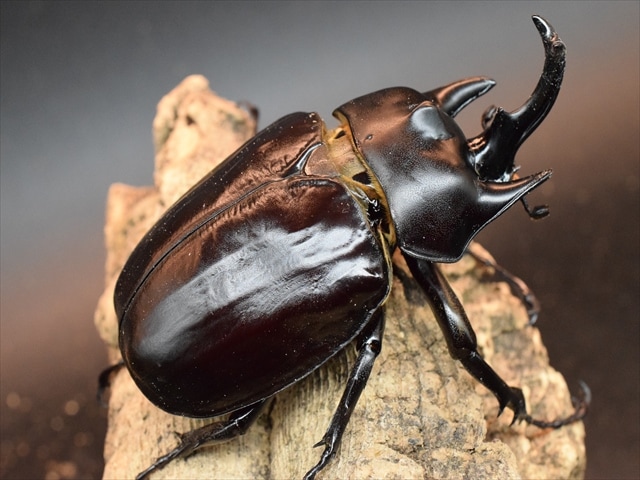成虫ペア】アクティオンゾウカブト（アクタエオンゾウカブト）【新成虫