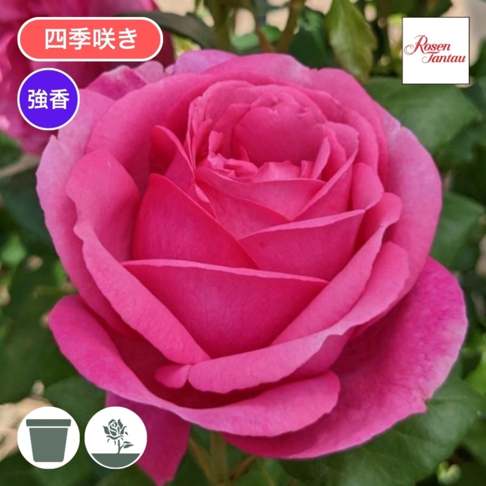 バラ苗 大苗 2026 ディジリー Desiree | 大苗 2026 | コマツガーデン