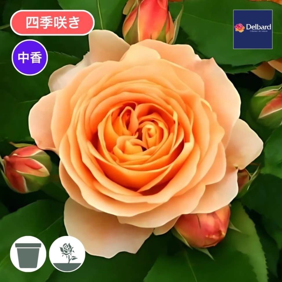 バラ苗 大苗 2026 ラ ドルチェ ヴィータ La Dolce Vita 国産ノイバラ台