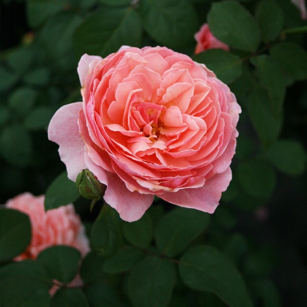 バラ苗 図鑑 かおりかざり Kaorikazari 国産ノイバラ台木使用 | 京阪