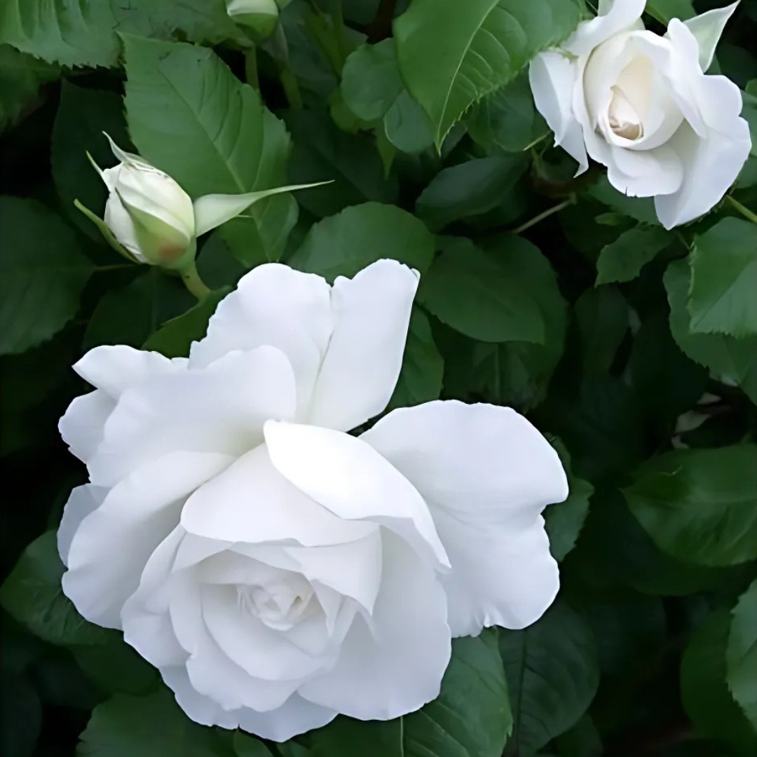 6_000000004561.jpg?1753341793