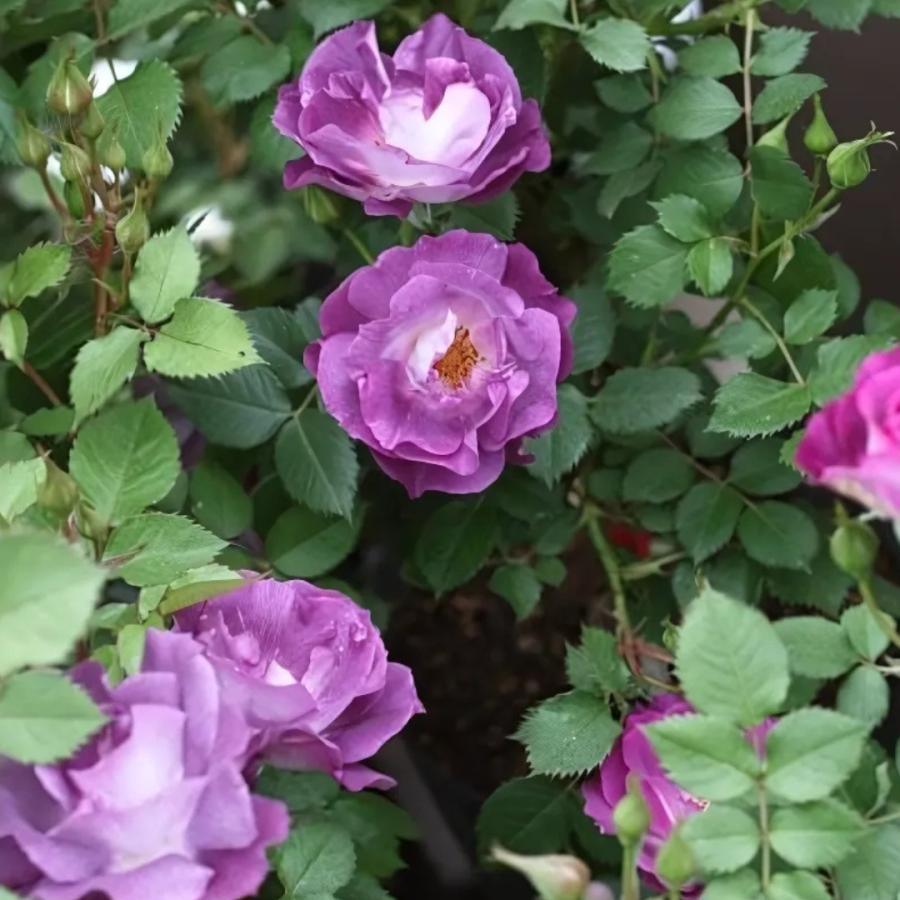 バラ苗 大苗 2026 ブルー フォー ユー Blue For You 国産ノイバラ台木