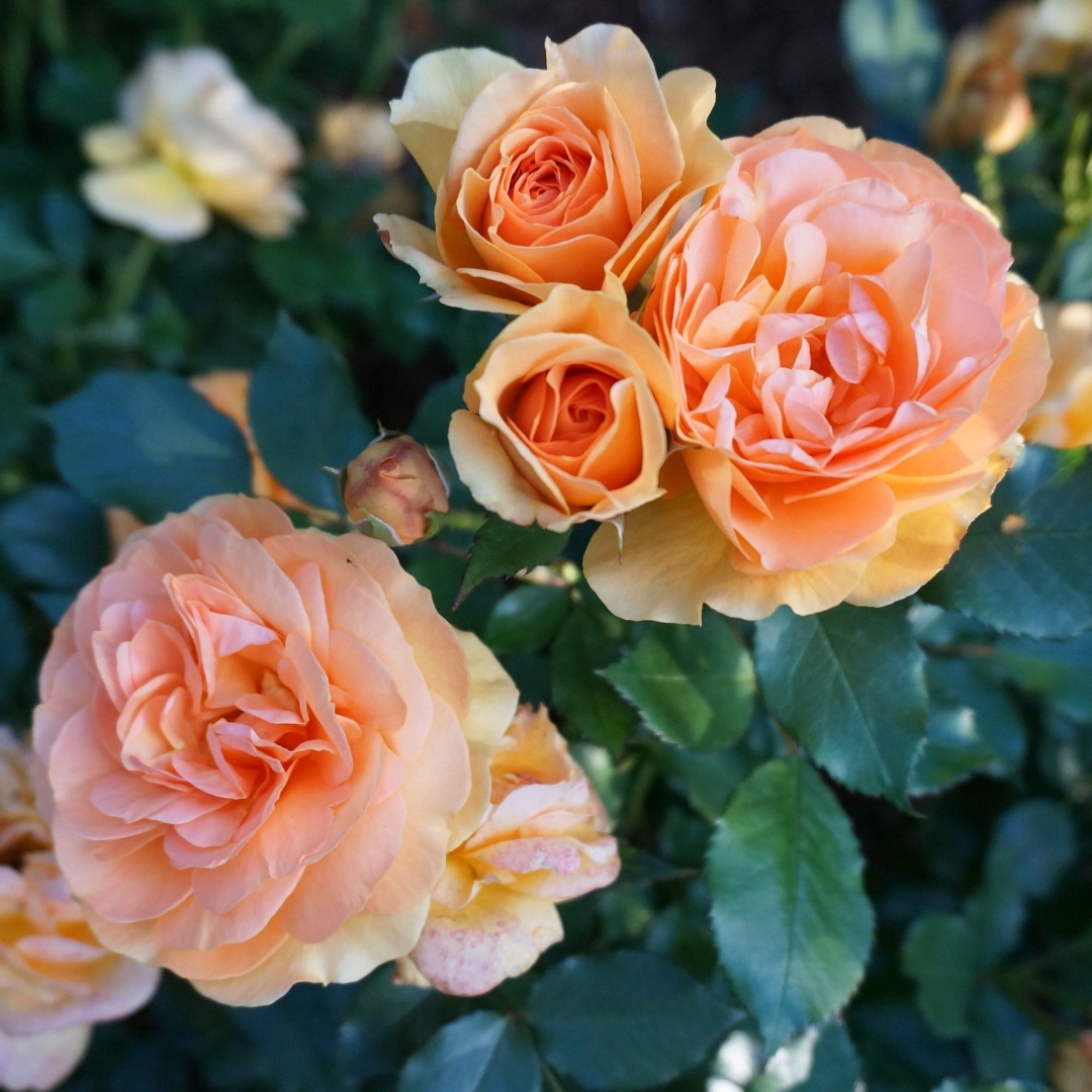 バラ苗 大苗 2026 ニルヴァーナ Nirvana 国産ノイバラ台木使用 | 大苗