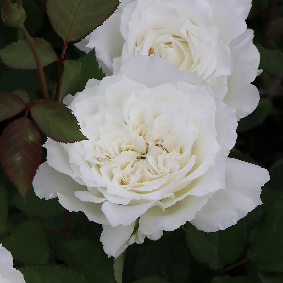 バラ苗 スタンダードローズ 2026 セレニティ (旧名ドレッシー） STD