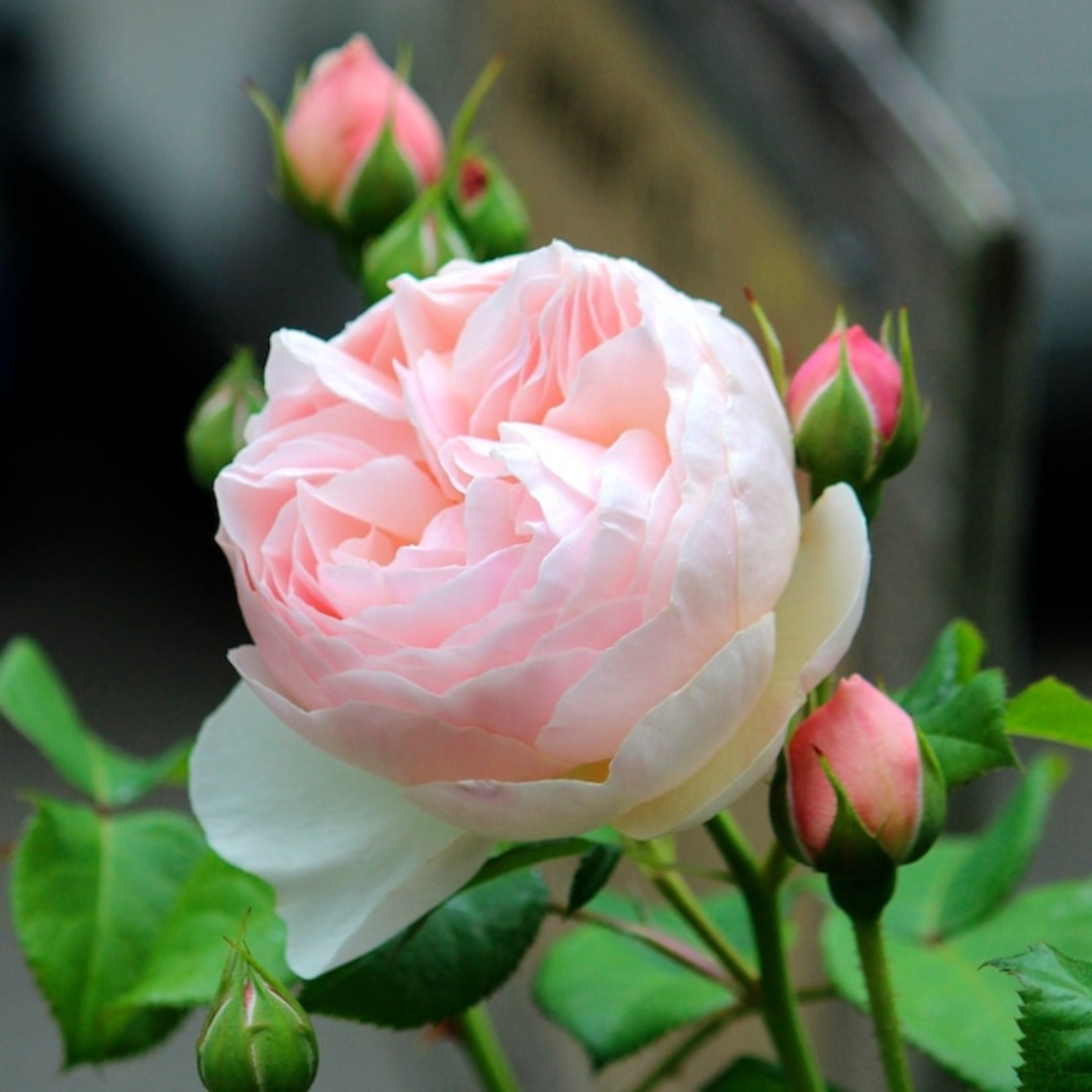 バラ苗 大苗 2026 ギヨーNo.1（ラ・プレミエール） Guillot No.1 / La