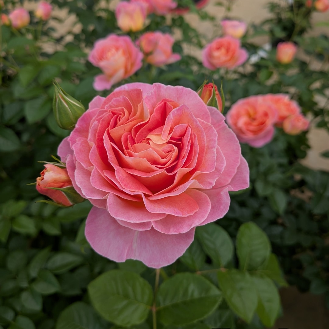 1_000000004805.jpg?1755680812