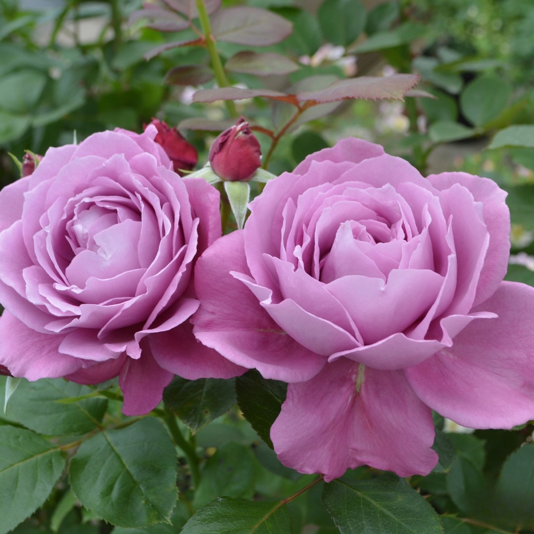 バラ苗 大苗 2026 恋いづな Koiizuna 国産ノイバラ台木使用 | 大苗