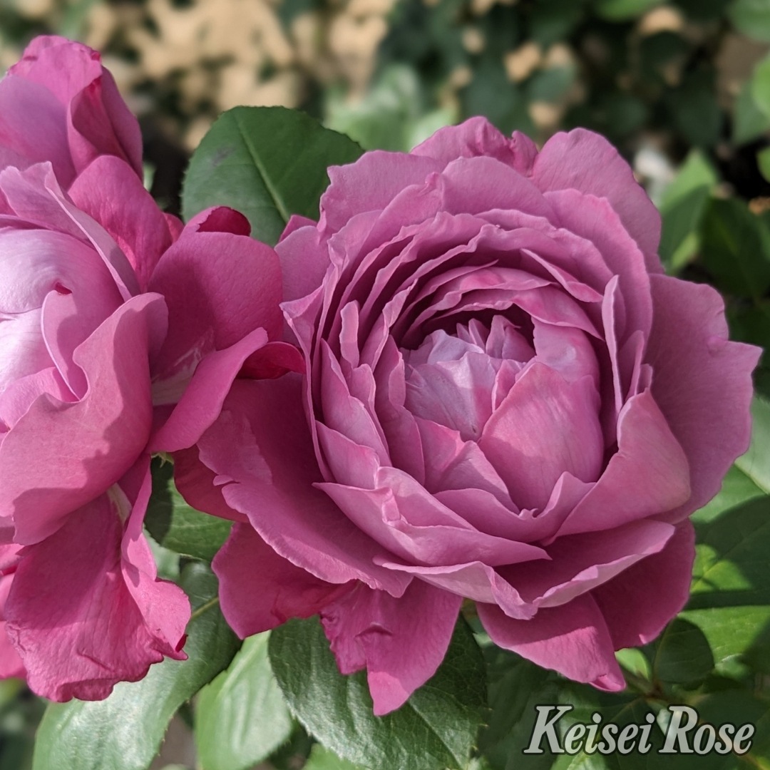 バラ苗 大苗 2026 恋いづな Koiizuna 国産ノイバラ台木使用 | 大苗