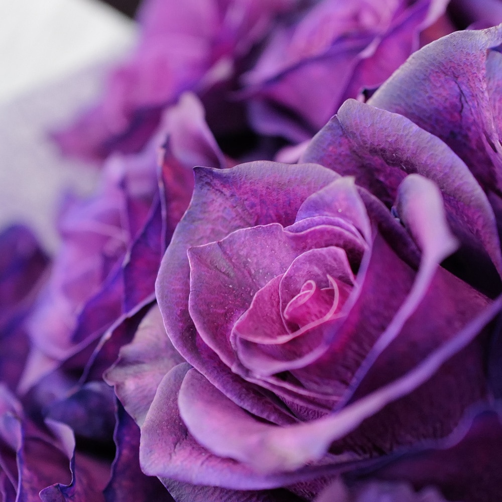 紫のバラ 10本の花束 | 色から探す,紫,紫のバラ,花束 | ROSESHOP 青い