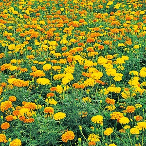 サカタのタネ 景観用大袋 マリーゴールド アフリカントール［905911