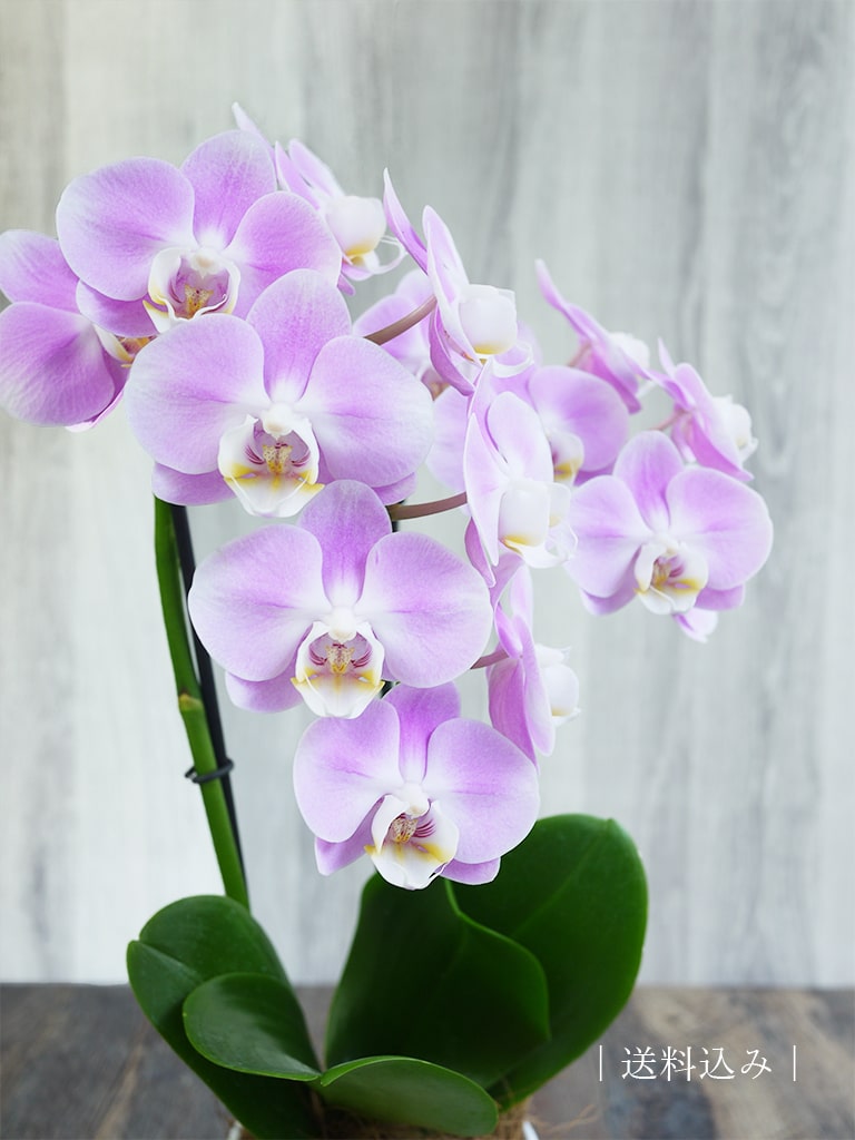 産地直送】椎名洋ラン園 ミディ胡蝶蘭4号鉢2本立ち｜淡いピンク系