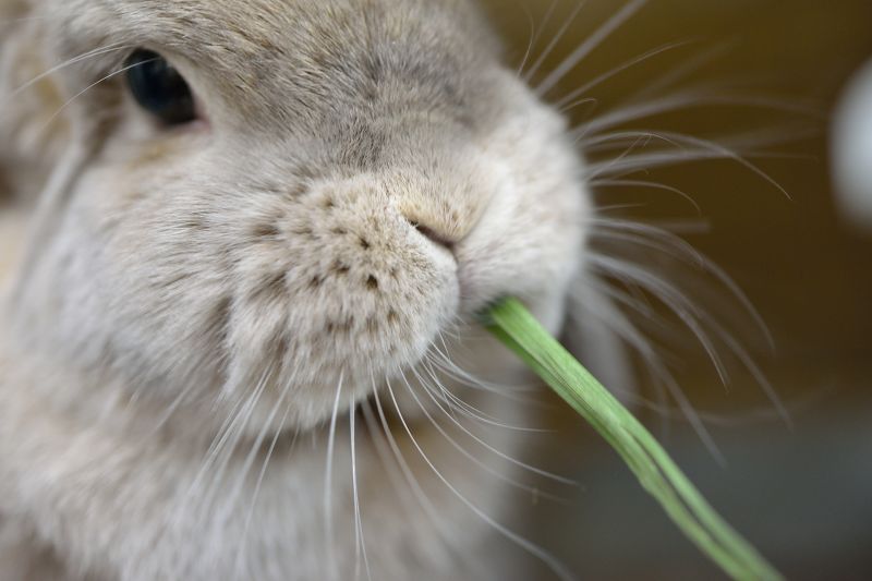 2025高原の朝採り牧草「麦」ヤング 450g ※2025年8月22日発売 ※1週間