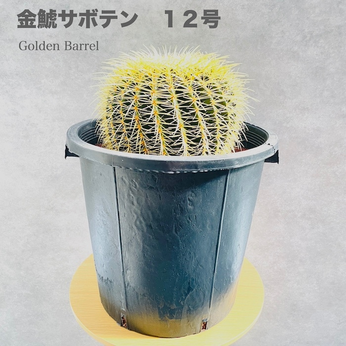 サボテンの王様 金鯱 12号鉢 大型 特大 観葉植物 多肉植物 金シャチ