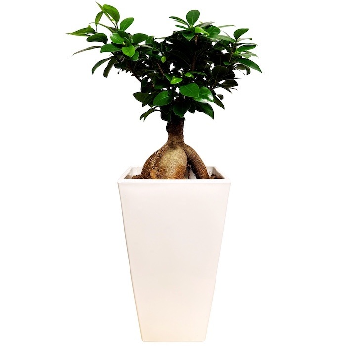 ガジュマル 観葉植物 6号鉢苗 大きいサイズ 鉢植え おしゃれな室内