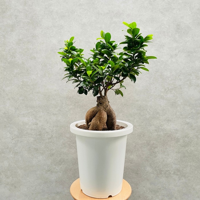 ガジュマル 観葉植物 8号鉢苗 大型種類 大きいサイズ 鉢植え