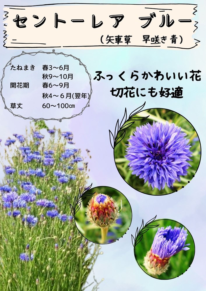 日光種苗 「矢車草 八重咲 青花」のタネ[内容量：1ml](セントーレア