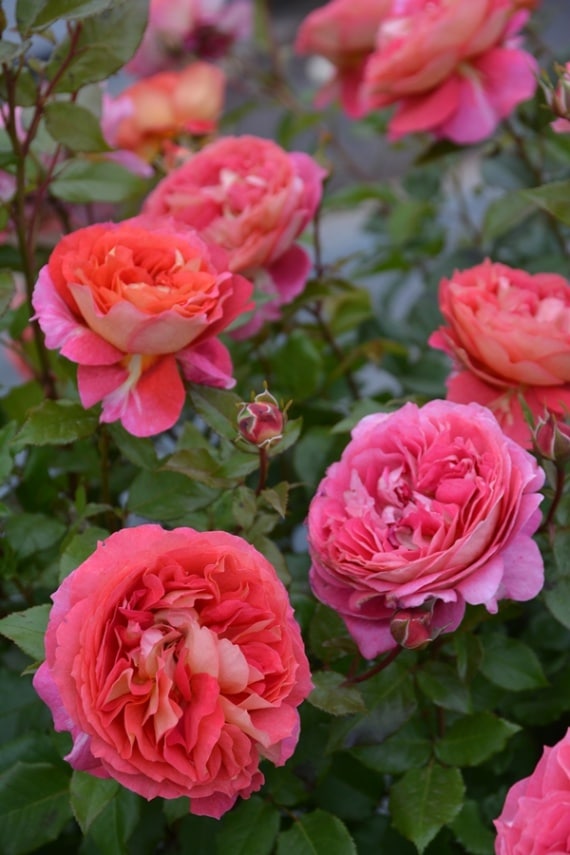 オルゴナイト バラ ディープローズクォーツ＆ ガーネット オルゴナイト