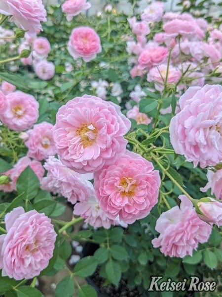 サクラ・クリスタル（大苗） 7号鉢植え シュラブローズ タンタウ バラ