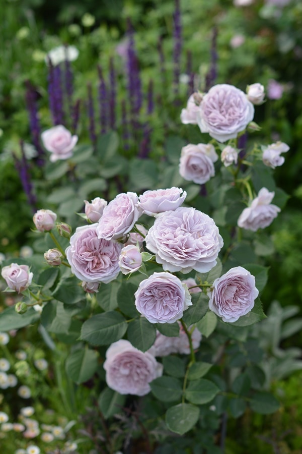 クレム・ドゥ・メイアン（大苗）7号鉢植え バラ苗 《農林水産省 登録