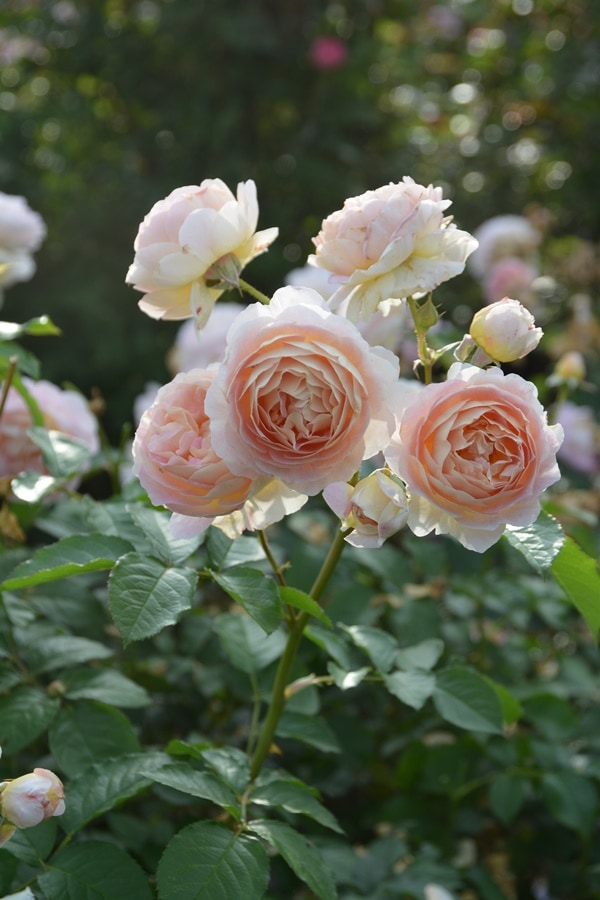 つねりん様 オルゴナイト 6色のバラ つねりん様 オルゴナイト 6色のバラ