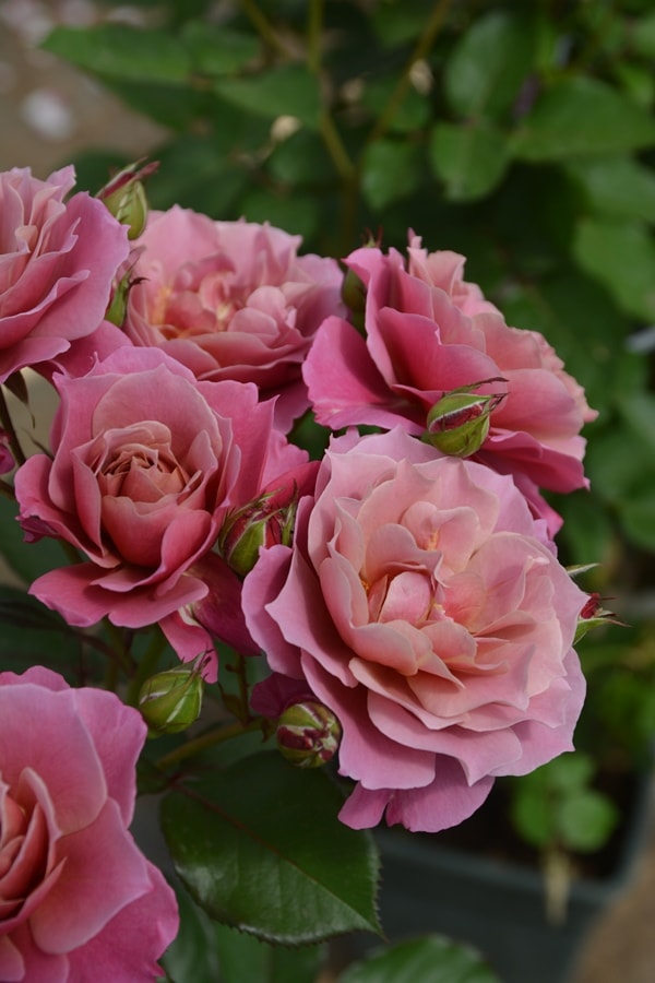 葵の上（大苗）7号鉢植え バラ苗予約 ロサ・オリエンティス