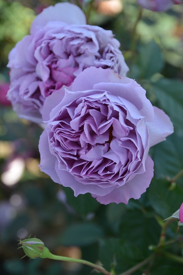 ブルー・ムーン（大苗）7号鉢植え バラ苗 四季咲き大輪系