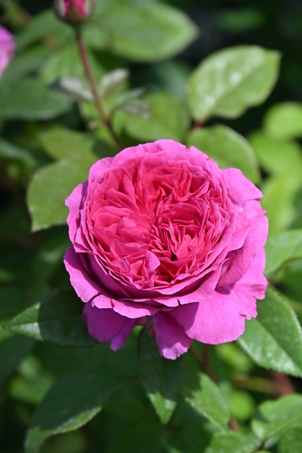 ミステリューズ（大苗）7号鉢植え バラ苗 《農林水産省 登録品種