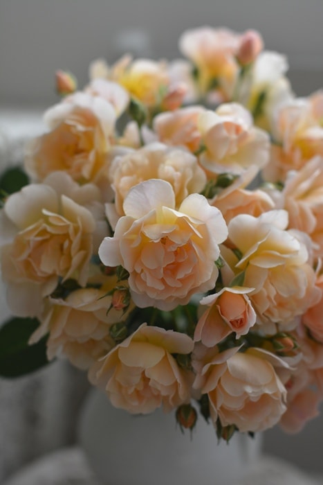 マルコ・ポーロ（大苗）7号鉢植え バラ苗 四季咲き大輪系