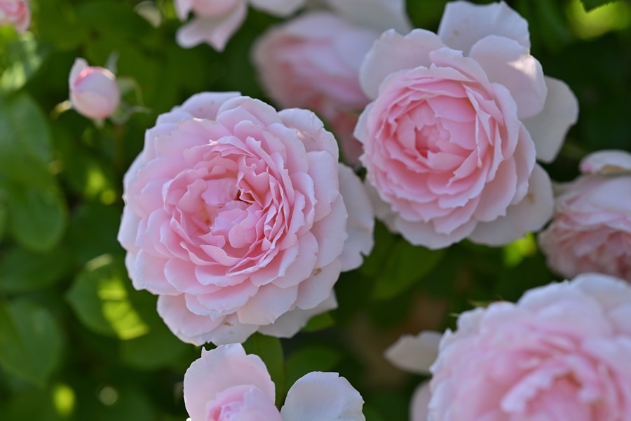 バラ苗 Roses | バラとハーブの専門ショップ 大神（おおが）ファーム