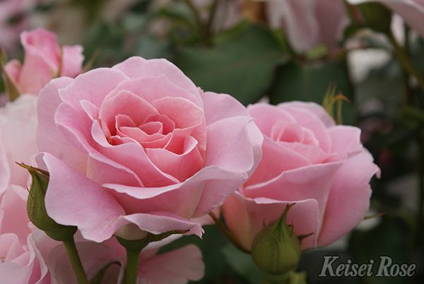 ピンク・フレンチレース（大苗） 7号鉢植え バラ苗 四季咲き中輪房咲き