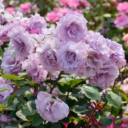 ディオレサンス（大苗）7号鉢植え バラ苗 《農林水産省 登録品種