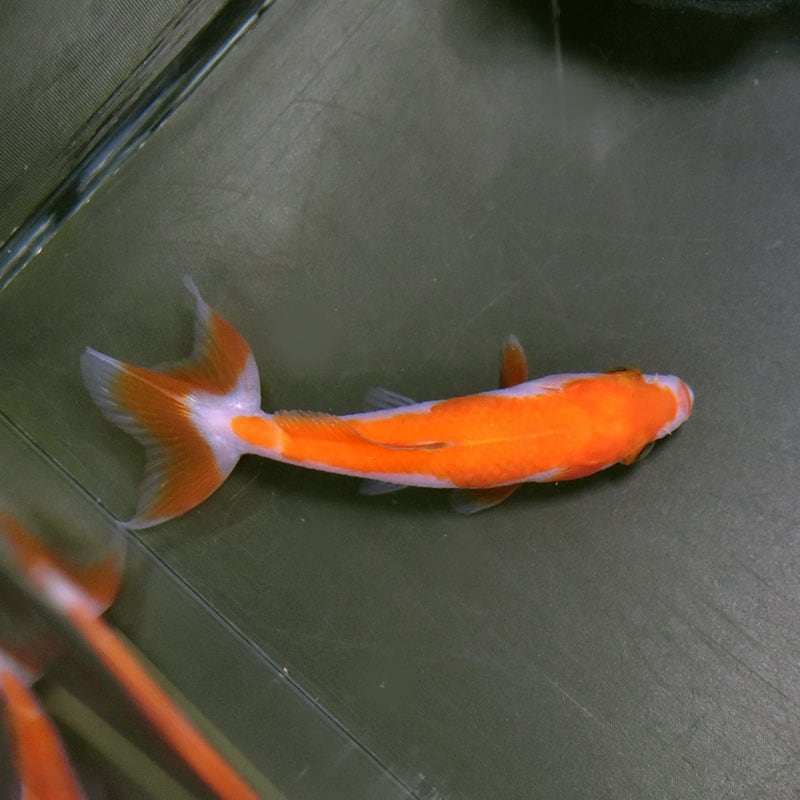 金魚王子】更紗三ツ尾和金 7.5～8cm前後 (個体番号：cde576) 金魚