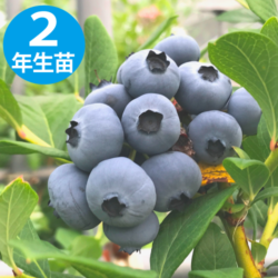 コロンブス 【RE系ブルーベリー】2年生苗相当