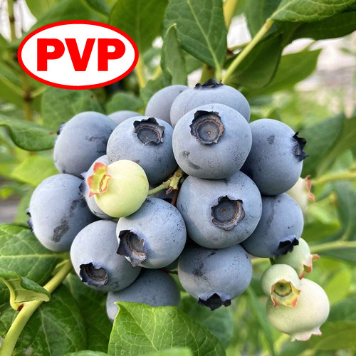 スプリングワイド 【SH系ブルーベリー】2年生苗相当