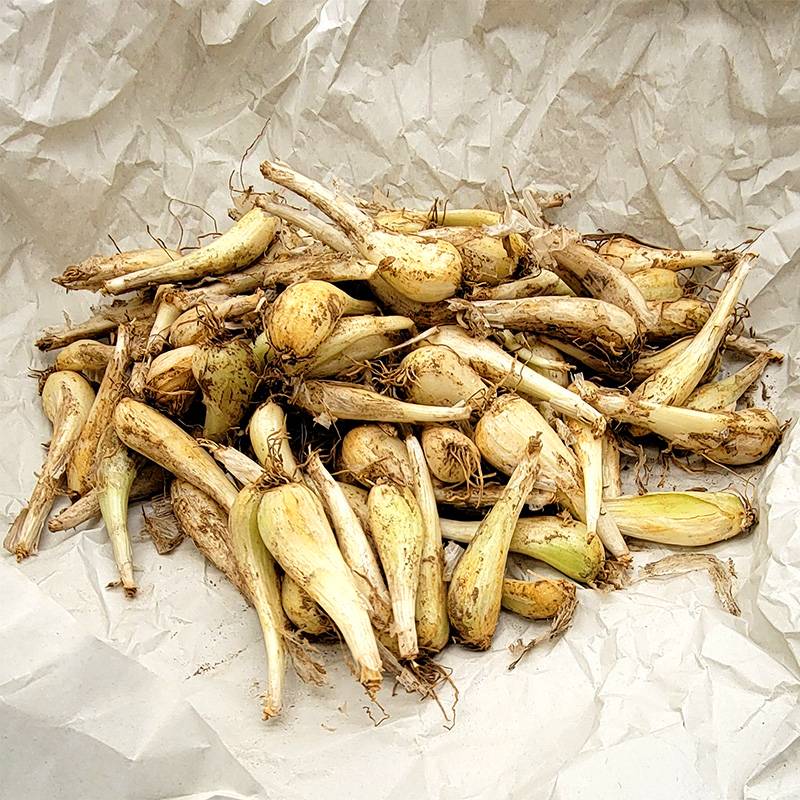 農業資材ならプラスワイズ本店｜＼大特価／ 1kg 種ラッキョウ