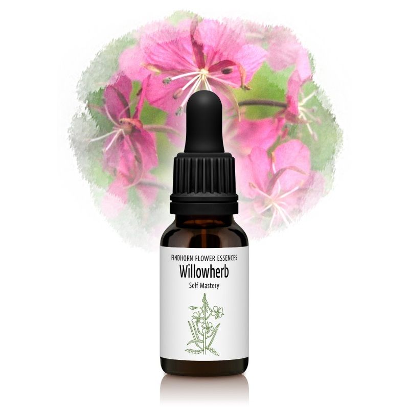 ウィローハーブ（権力と自制心）《フィンドホーンフラワーエッセンス