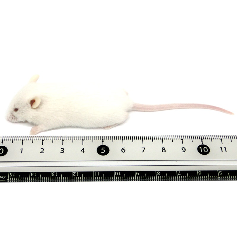 冷凍マウス ホッパーM 10匹 国産 SAfarm | 冷凍マウス,ホッパー