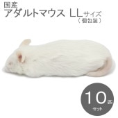 すべての商品 | SAfarm 国産冷凍マウス・ラット専門店