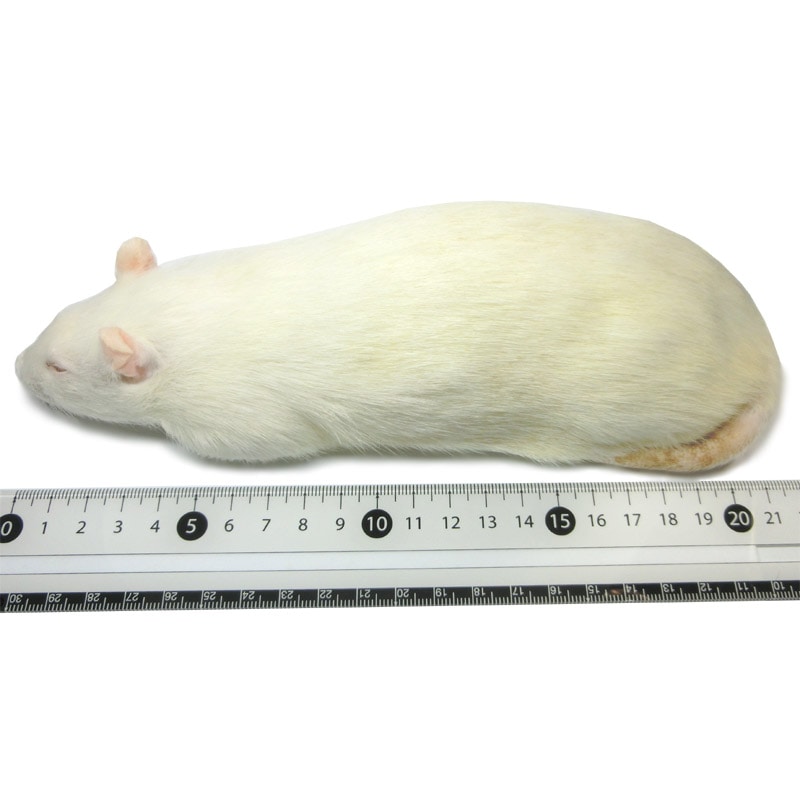 冷凍ラット アダルト3L 2匹 RA3L 国産 SAafrm | 冷凍ラット,アダルト