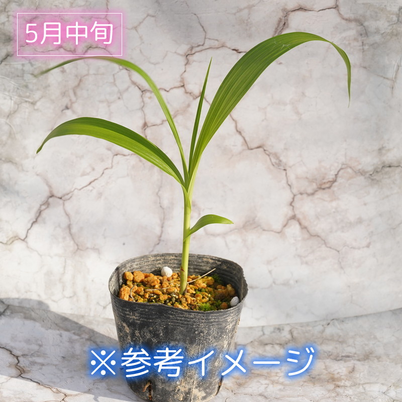 山野草】純白三蝶咲シラン 3号ポット植え | | 山野草（科名別）,ラン科