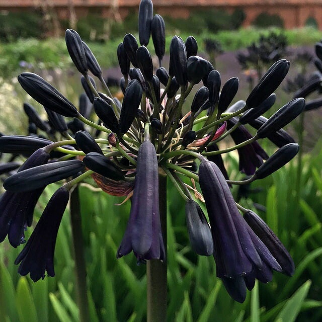 アガパンサス「ブラック・マジック」 4号(12cm)ポット | | 宿根草（科